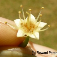 Terminalia catappa L.